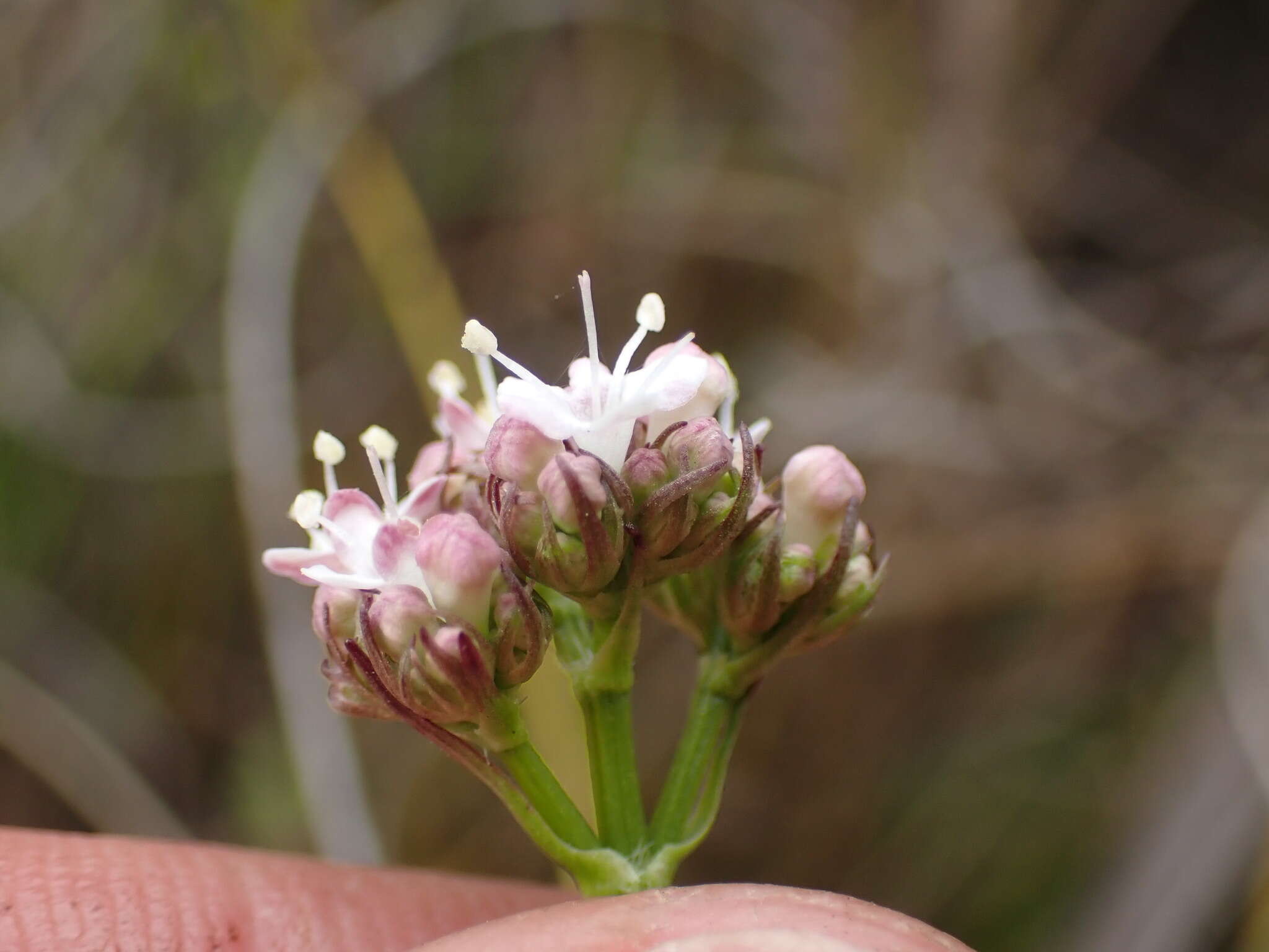 Image of Valeriana capensis Thunb.