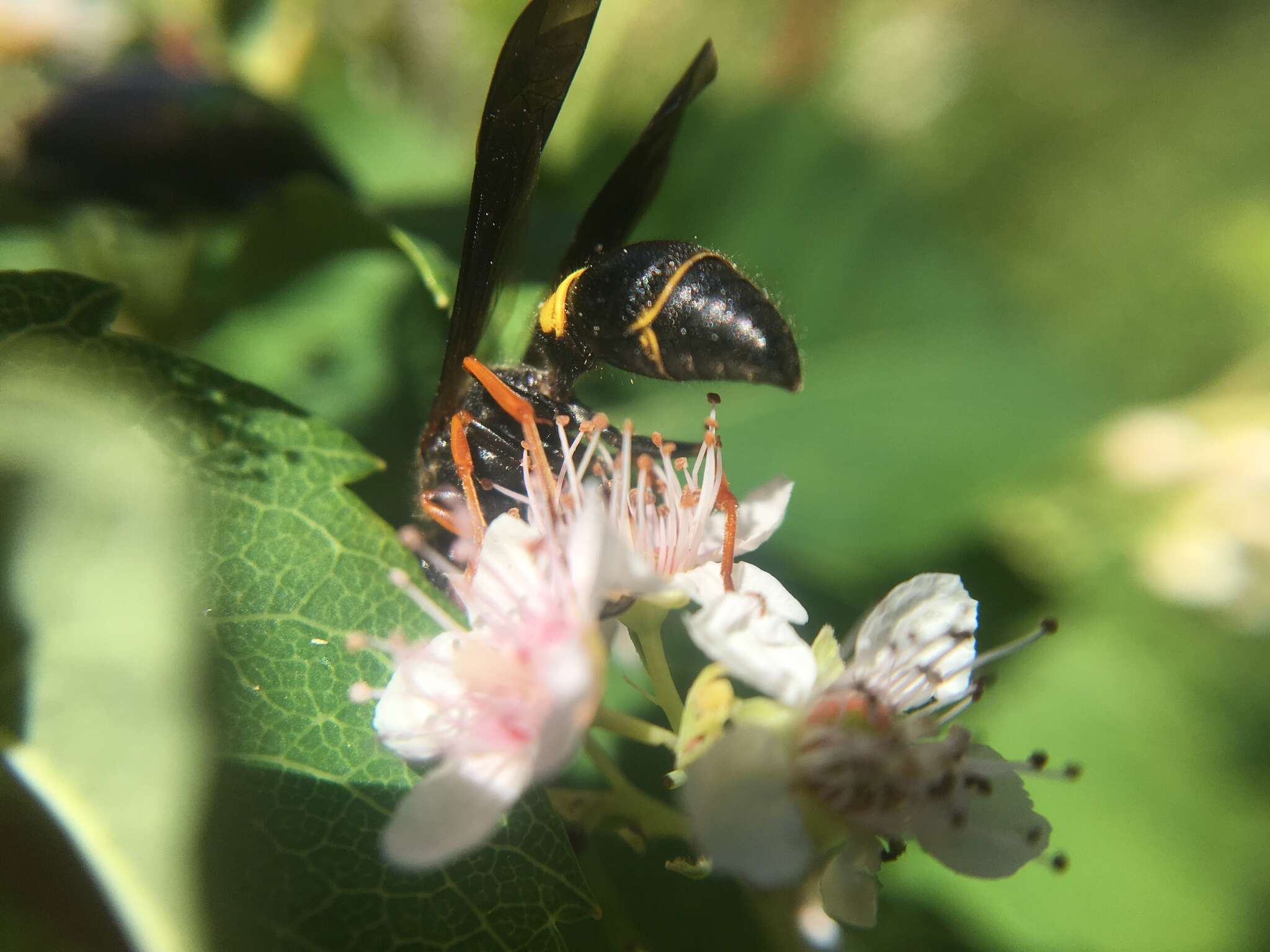 Image of Ancistrocerus unifasciatus (de Saussure 1853)