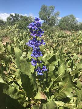 Image of Blue Penstemon