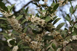 Image of Common Poison Bush