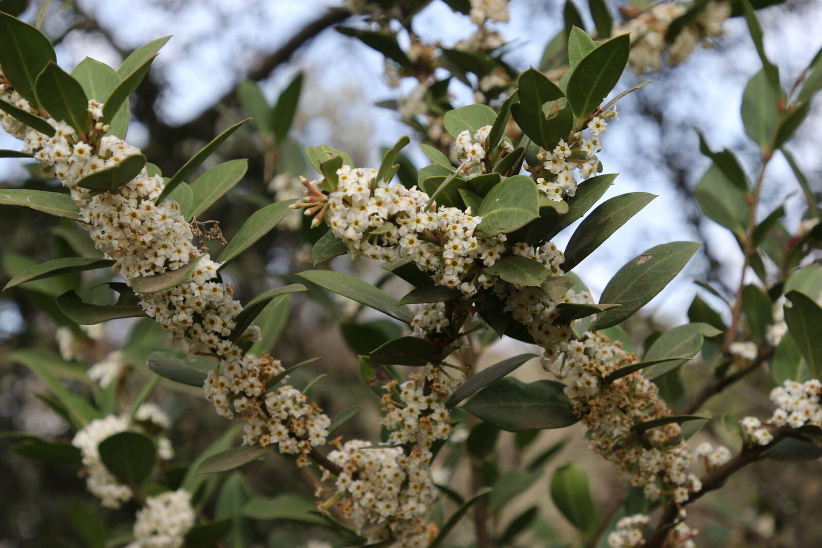 Image of Bushman's poison