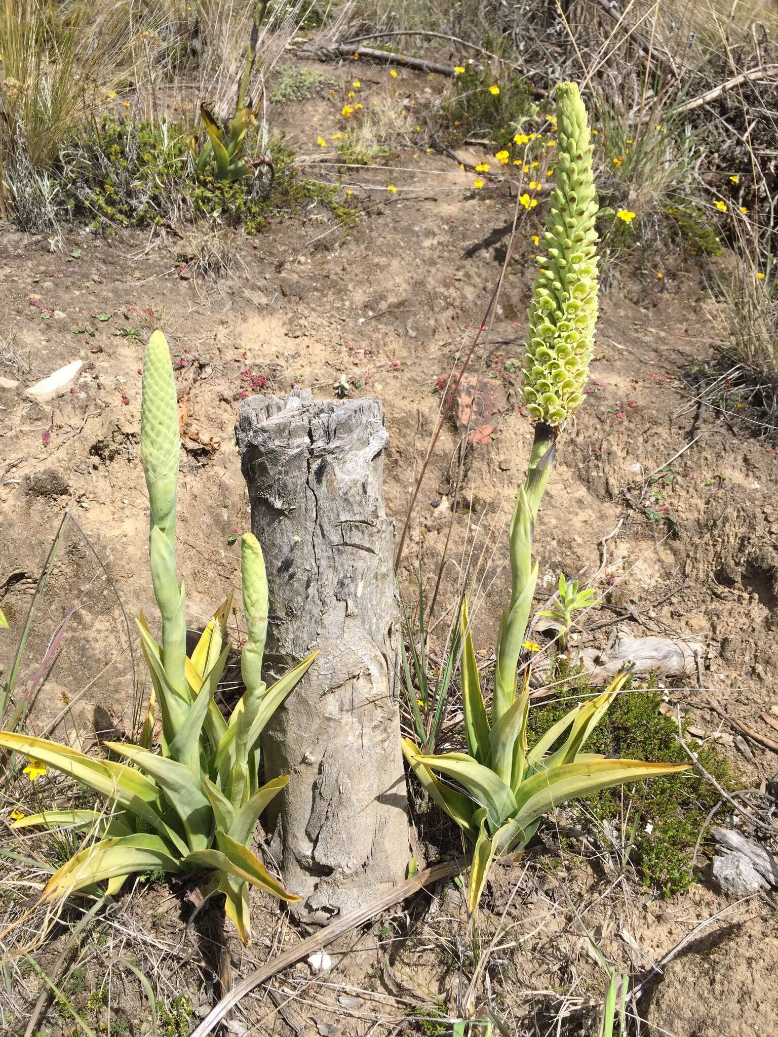 Altensteinia fimbriata Kunth的圖片