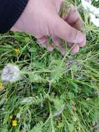 Image of Daucus muricatus (L.) L.