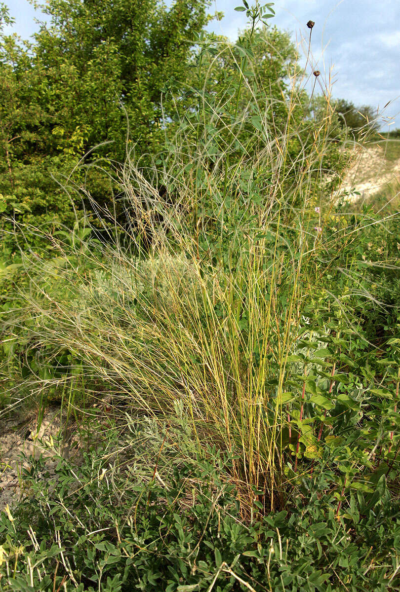 Image of Needle Grass