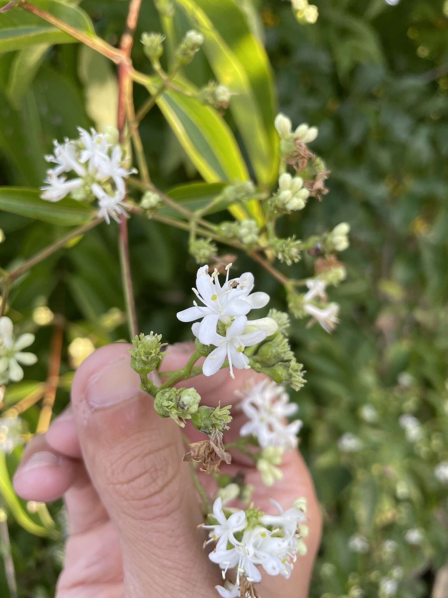 Image of Heptacodium