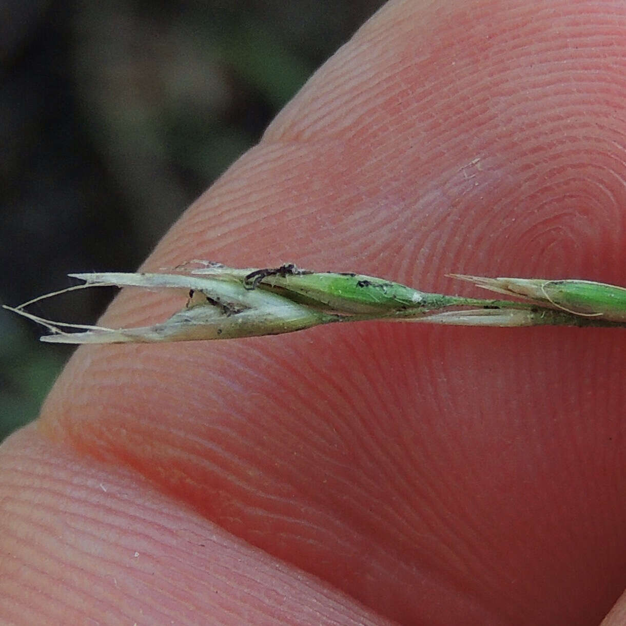 Image of poverty oatgrass