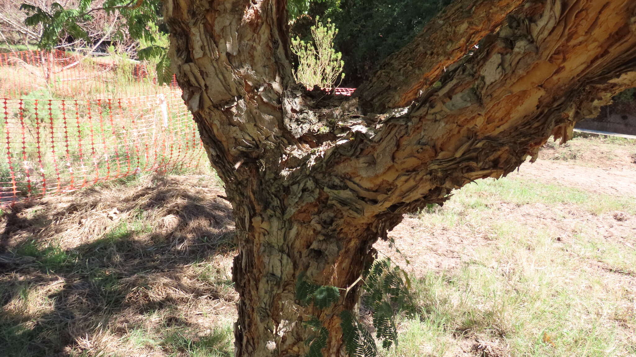 Image of Vachellia sieberiana (DC.) Kyal. & Boatwr.