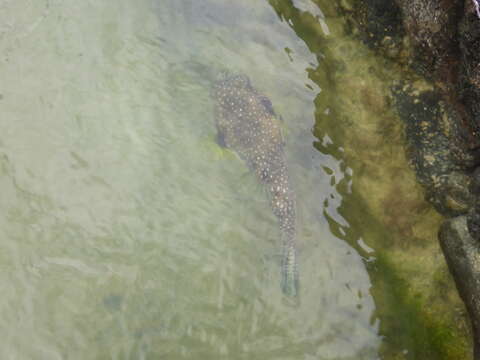 Image of Broadbarred Toadfish