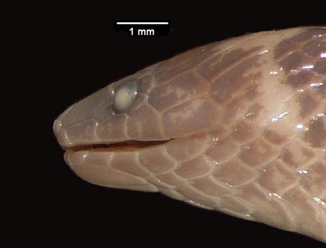 Image of Günther's Rough-sided Snake