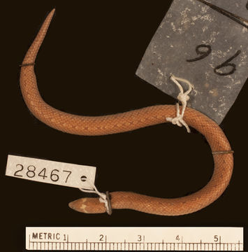 Image of Günther's Rough-sided Snake