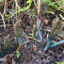 Image of Microglossum parvisporum V. Kučera, Lizoň & Tomšovský 2014