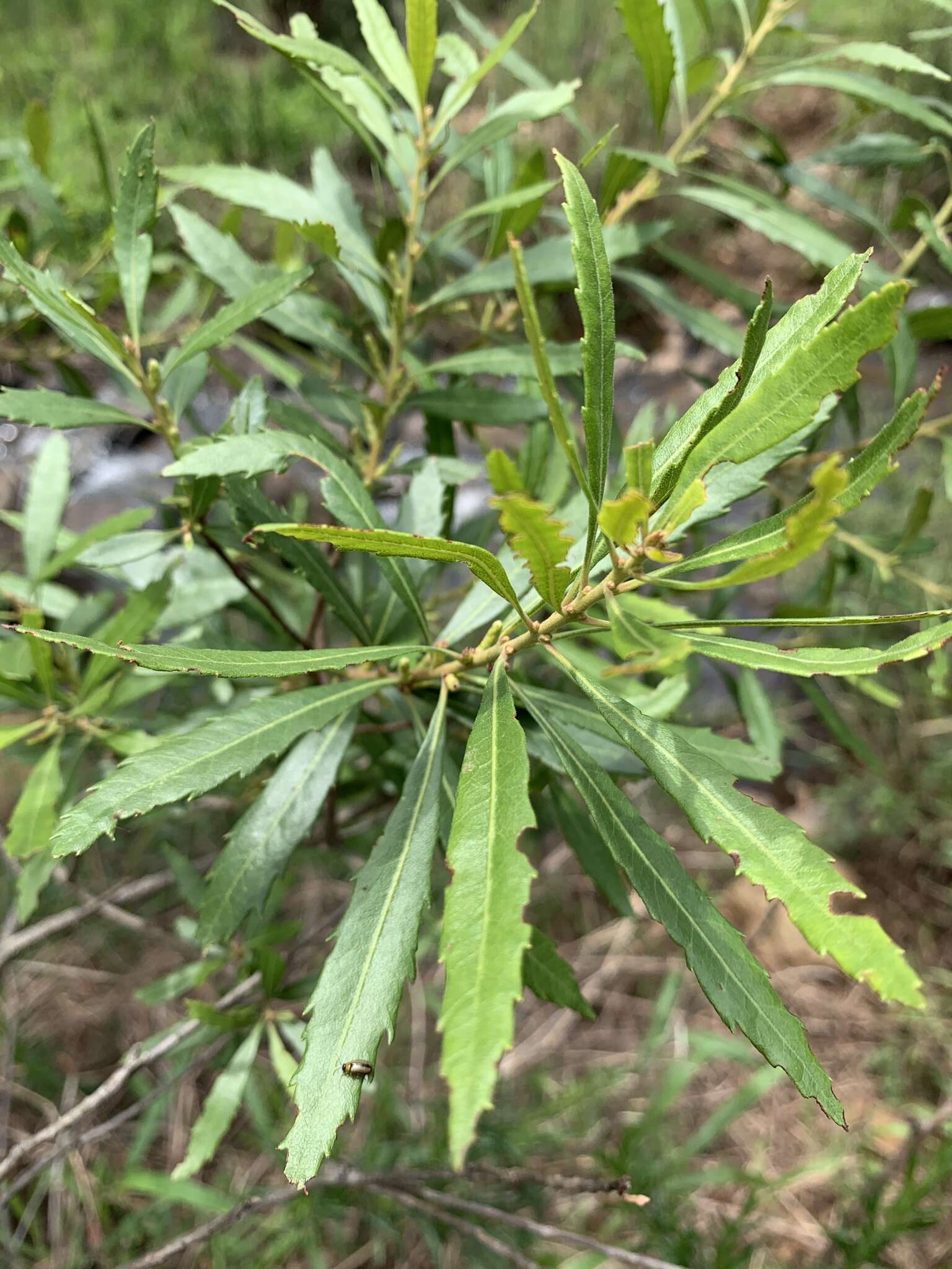 Image of Lance-leaved waxberry