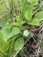 Image of woodland strawberry