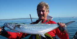 Image of Australian Spotted Mackerel