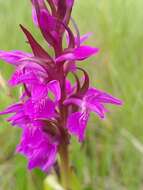 Image of Dactylorhiza elata subsp. sesquipedalis (Willd.) Soó