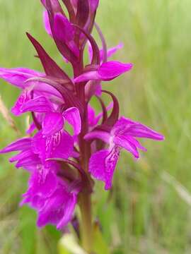 Image of Dactylorhiza elata subsp. sesquipedalis (Willd.) Soó