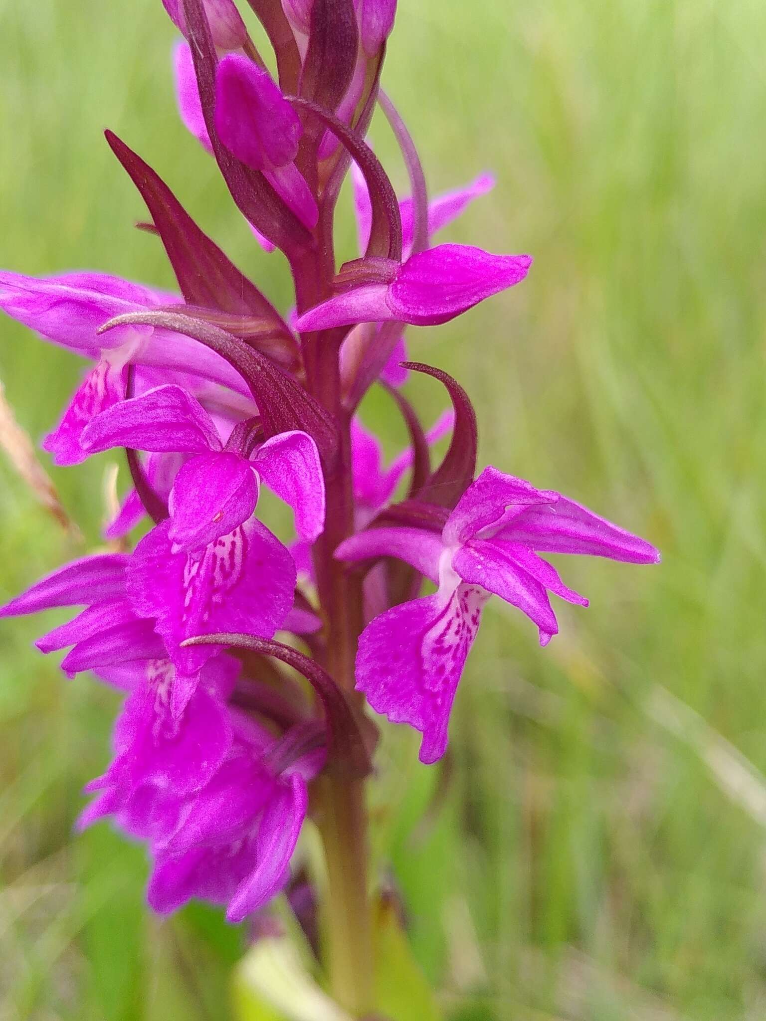 Image of Dactylorhiza elata subsp. sesquipedalis (Willd.) Soó