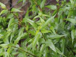 Image of Eupatorium tashiroi Hayata