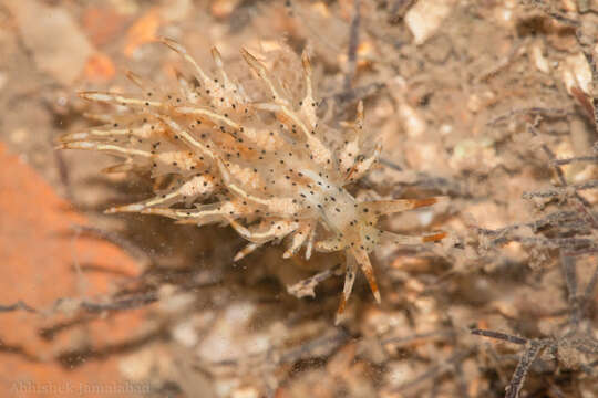 Image de Eubranchus virginalis (Baba 1949)