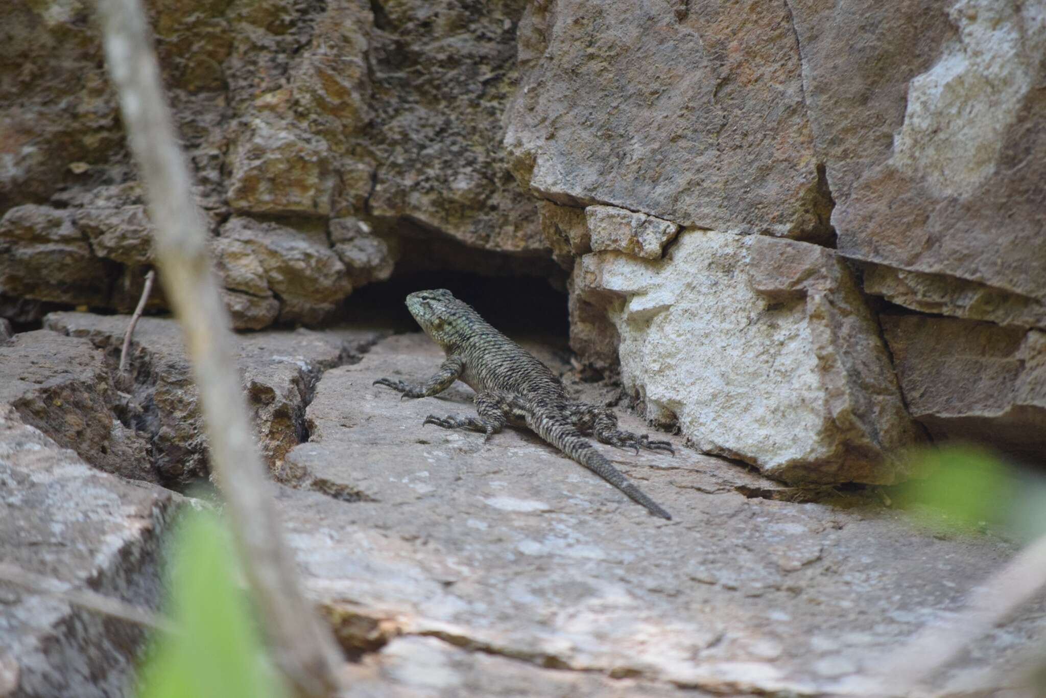 Image of Sceloporus smaragdinus Bocourt 1873