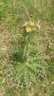 Imagem de <i>Cirsium <i>horridulum</i></i> var. horridulum