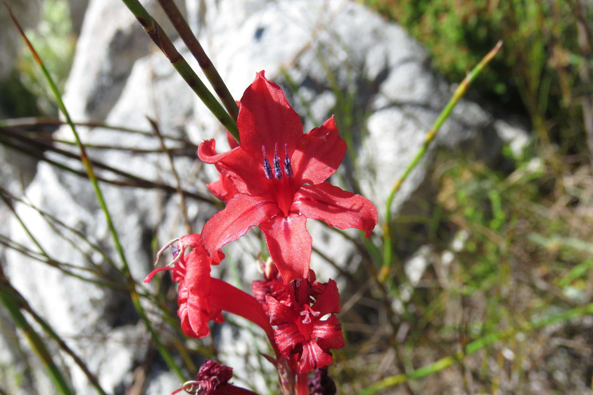 Imagem de Tritoniopsis burchellii (N. E. Br.) Goldblatt