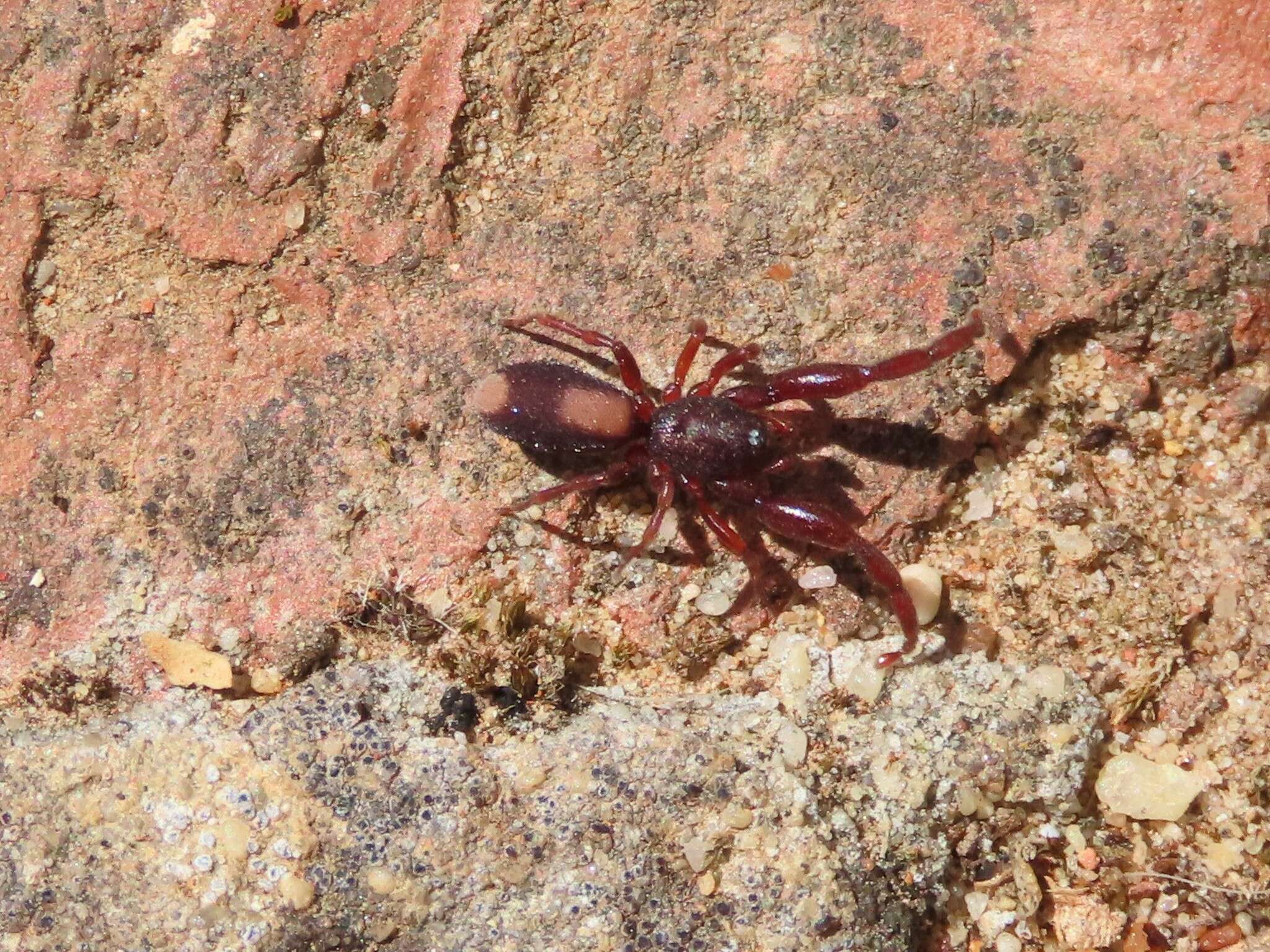 Image of Diaphorocellus biplagiatus Simon 1893