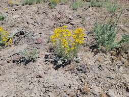 Image of <i>Eriophyllum lanatum</i> var. <i>achilleoides</i> (DC.) Jeps.