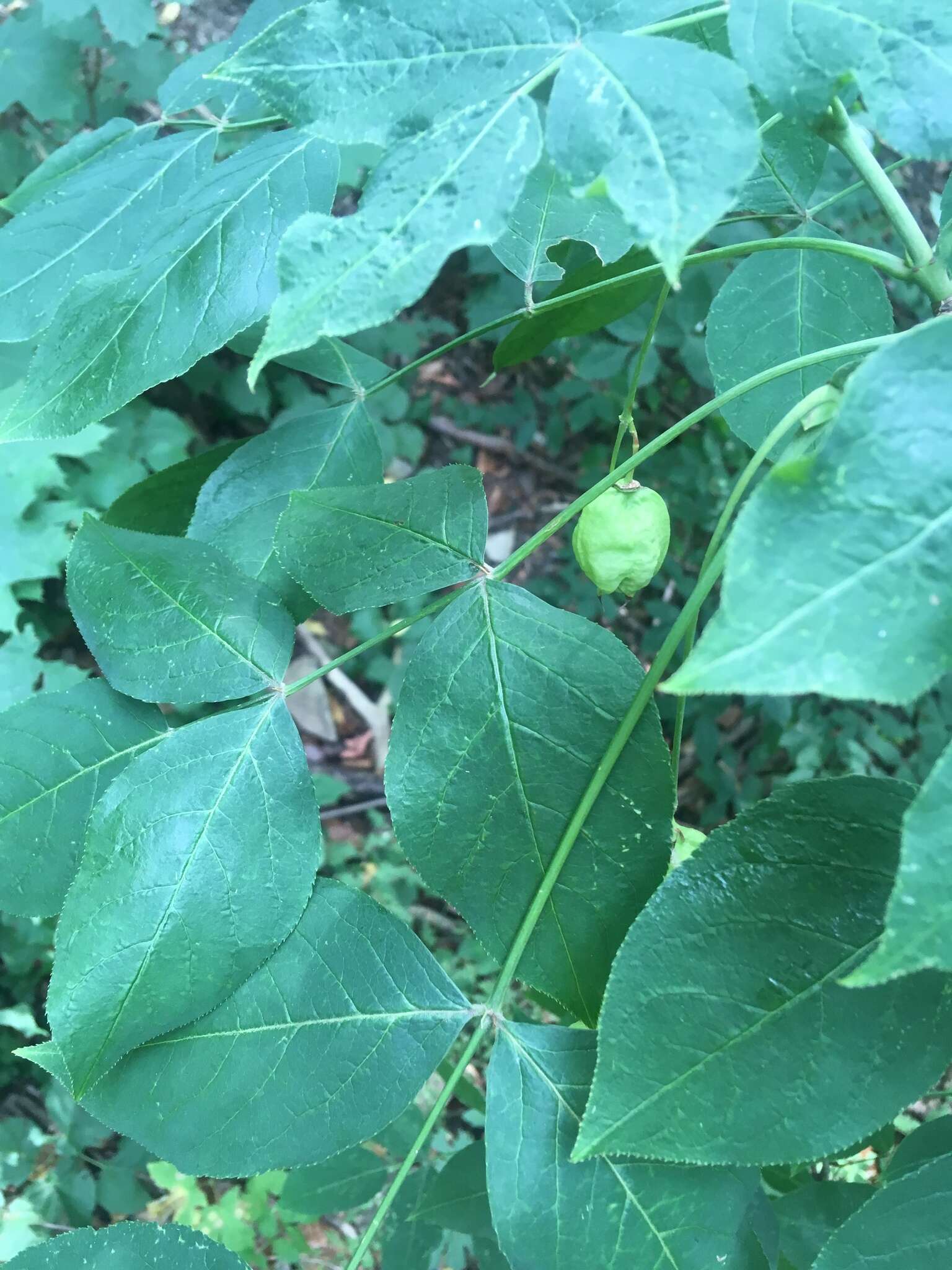 Imagem de Staphylea pinnata L.