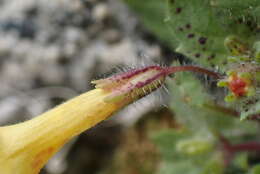 Image of Dudley's monkeyflower