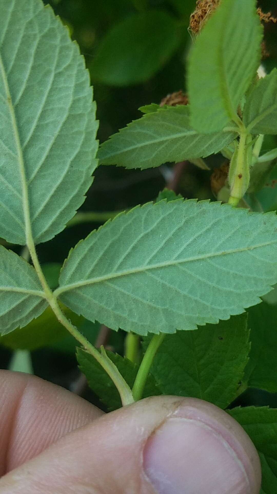 Image of climbing rose