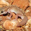 Image of Diplodactylus capensis Doughty, Oliver & Adams 2008