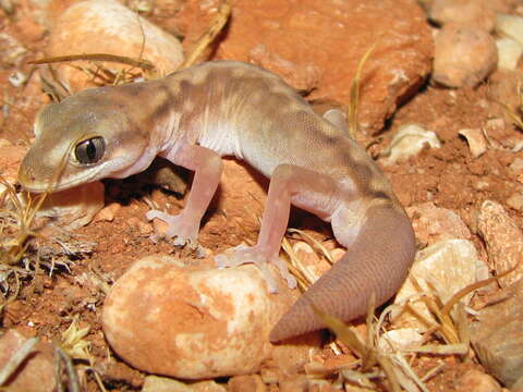 Image of Diplodactylus capensis Doughty, Oliver & Adams 2008