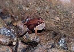 Image of Minervarya frog