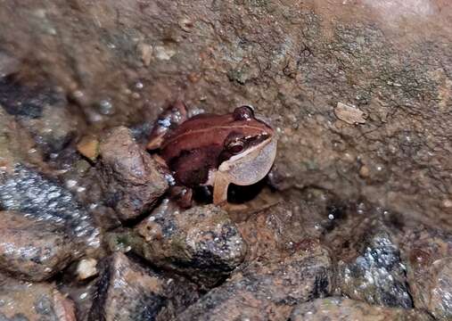 Image of Minervarya frog