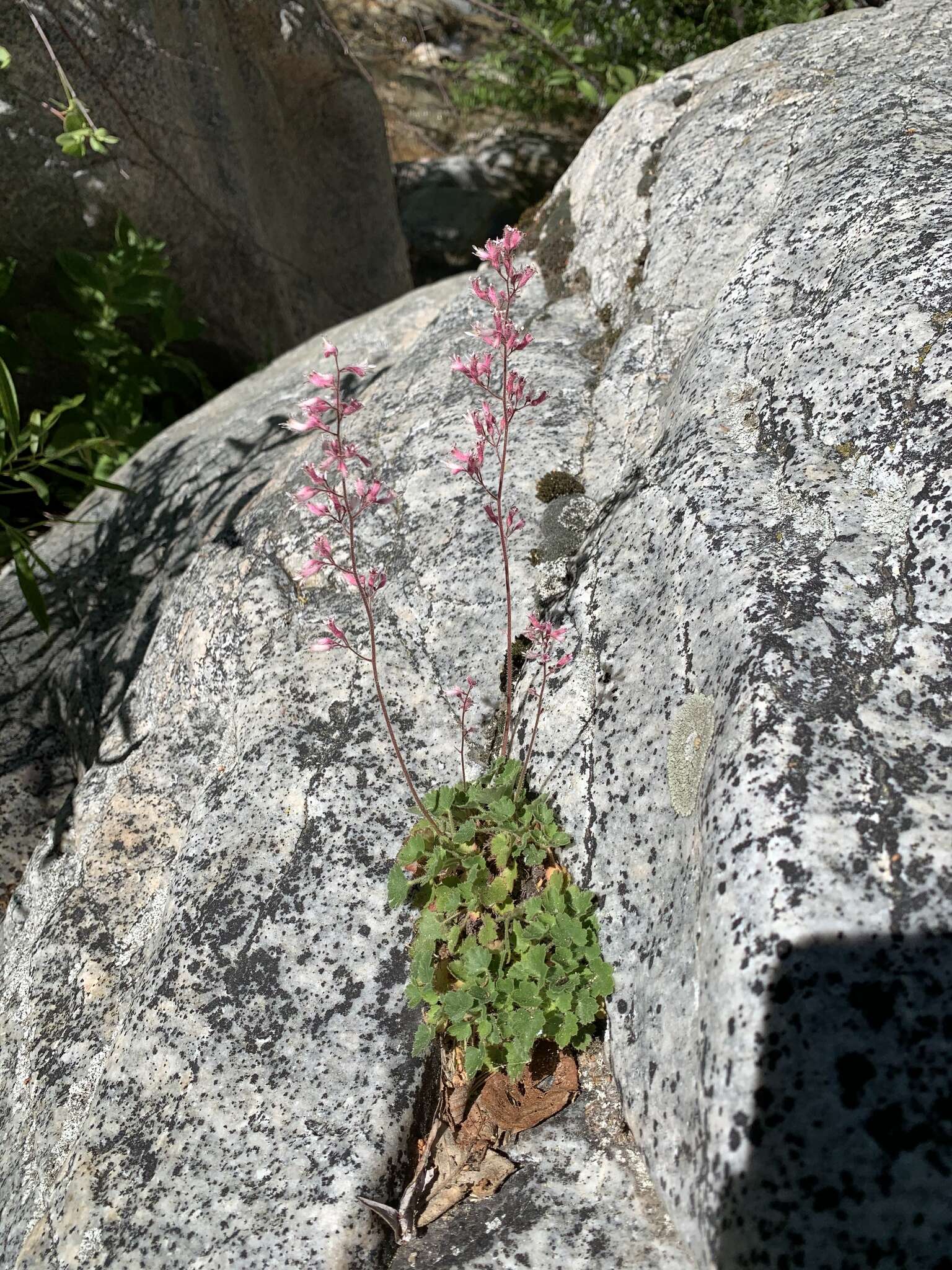 Image de Heuchera elegans Abrams