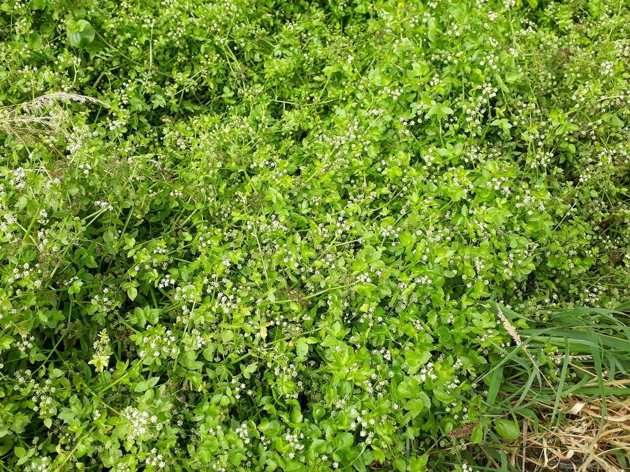 Image of Fool's-Watercress