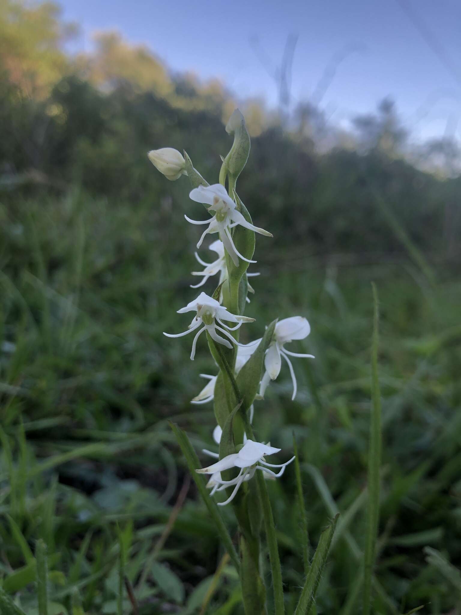 صورة Habenaria entomantha (Lex.) Lindl.