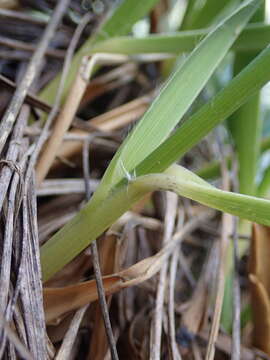 Image of Chionochloa bromoides (Hook. fil.) Zotov