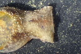 Image of Japanese bubble snail