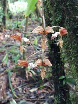 Image of Gongora rufescens Jenny