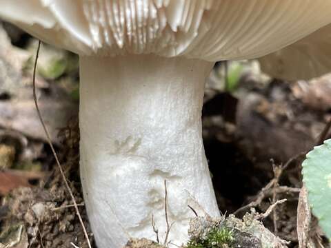 Image of Russula alboareolata Hongo 1979