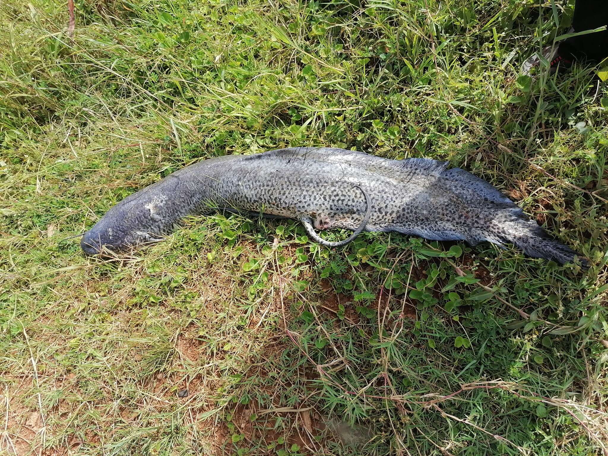 Image of African lungfishes