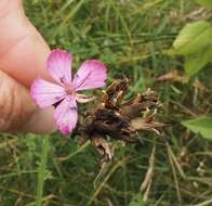 Imagem de Dianthus giganteus Dum.-Urville