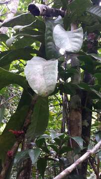 Imagem de Vitex cauliflora Moldenke