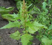 Image of Red Goosefoot