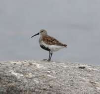 Image of Calidris alpina schinzii (Brehm, CL & Schilling 1822)