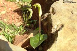 Image of Arisarum vulgare subsp. vulgare