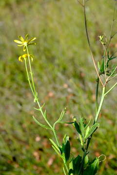 Image of Osteospermum grandiflorum DC.