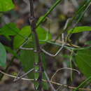 Image of Gigantophasma bicolor Sharp 1898